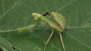 Dev Asya Mantid 'i (hiyerodula patellifera)