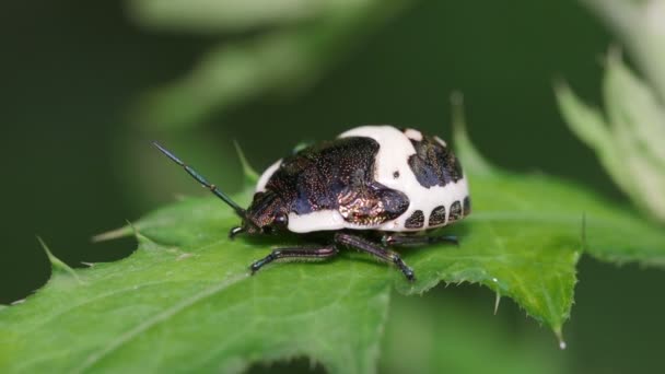 Juweel Bug Poecilocoris Lewisi — Stockvideo