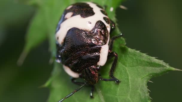 Jewel Bug Poecilocoris Lewisi — Wideo stockowe
