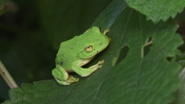 Schlegel Yeşil Ağaç Kurbağası Rhacophorus Schlegelii — Stok video