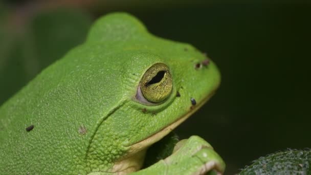 Schlegel Yeşil Ağaç Kurbağası Rhacophorus Schlegelii — Stok video