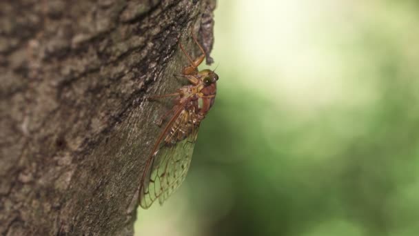 Wieczór Cicada Tanna Japonensis — Wideo stockowe