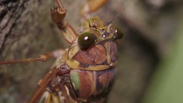 Wieczór Cicada Tanna Japonensis — Wideo stockowe