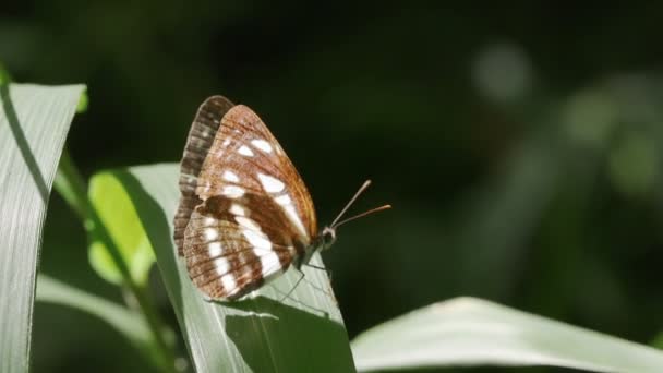 Motyl Motylkowy Neptis Sappho — Wideo stockowe