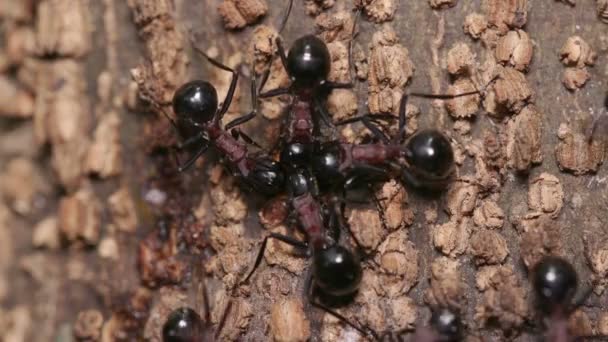 Swarm Ants Polyrhachis Lamellidens — Stock Video