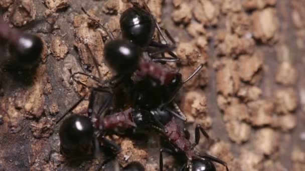 Enjambre Hormigas Polyrhachis Lamellidens — Vídeo de stock