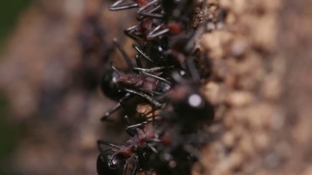 Roj Mravenců Polyrhachis Lamellidens — Stock video