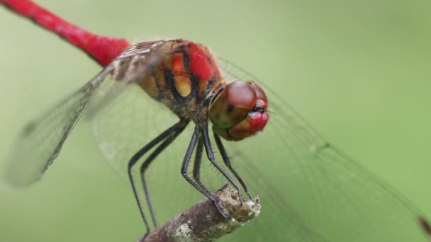 Vista Vicino Della Libellula Sympetrum Darwinianum — Video Stock