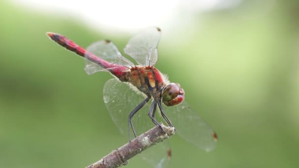 Dragonfly Sympetrum Darwinianum Flying Away Branch — Stock Video