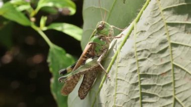 Çekirge (Locusta migratoria) Yeşil Yaprak üzerinde dinleniyor