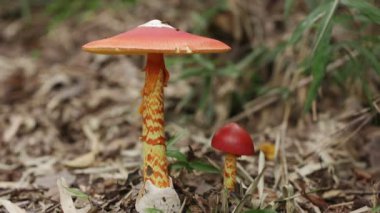 Yarı Boyalı Cılız Sezar Mantarı