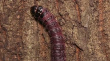 Carpenterworm (Cossus jezoensis)