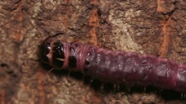 Carpenterworm (Cossus jezoensis)