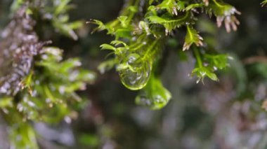 Bahçede yeşil yapraklar