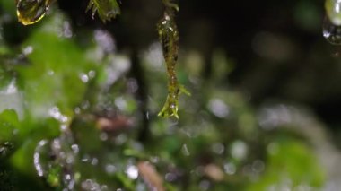 Kayalarda Yosun Büyüyor, Doğal Bahar Suyu