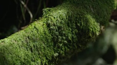 Yosun Ormanı, Kuzey Yatsugatake, Japonya