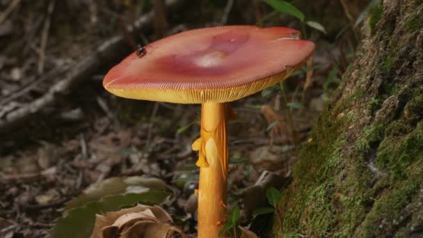 Half Dyed Slender Caesar Mushroom — Stock Video