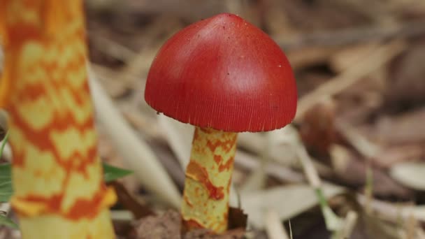 Half Dyed Slender Caesar Mushroom — Stock Video