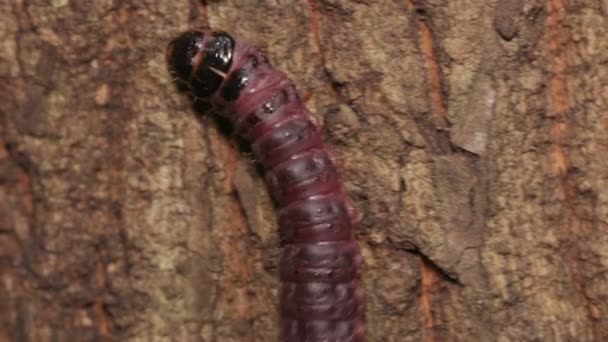 Carpenterworm Cossus Jezoensis — 图库视频影像