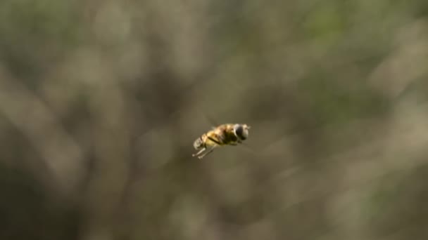 Insecte Dans Nature Foyer Sélectif — Video