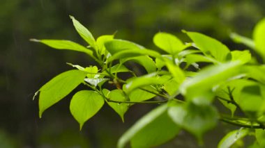Bahçede yeşil yapraklar