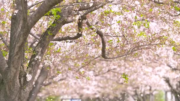 Túnel Flores Cerezo Con Pétalos Voladores Viento Primavera — Vídeos de Stock