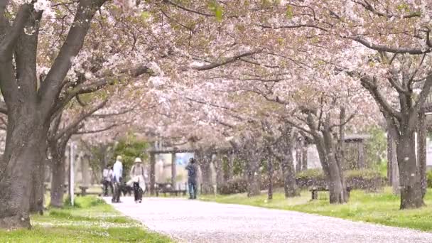 春の風に舞う花びらの桜トンネル — ストック動画