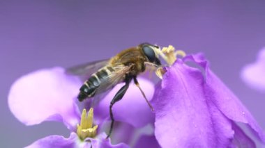 Bir çiçeğin üzerinde oturan bir arı makro görüntüsü, yakın plan, bulanık arkaplan.