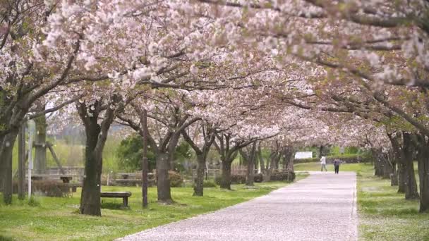 Túnel Flores Cerezo Con Pétalos Voladores Viento Primavera — Vídeos de Stock