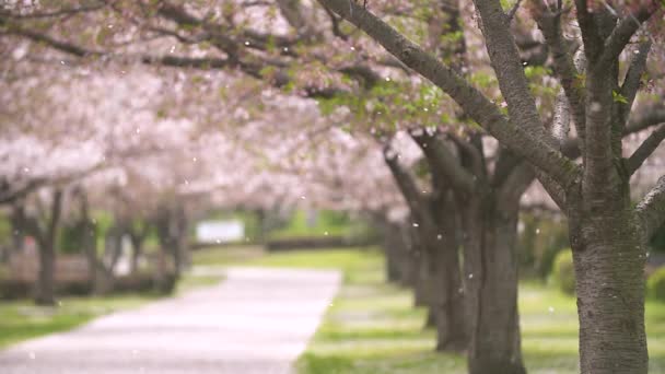 Cherry Blossom Tunnel Med Flying Petals Spring Wind – stockvideo
