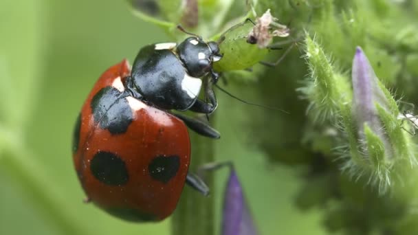 Closeup Shot Ladybug — Stockvideo