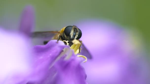 Makroaufnahme Einer Biene Die Auf Einer Blume Sitzt Nahaufnahme Verschwommener — Stockvideo