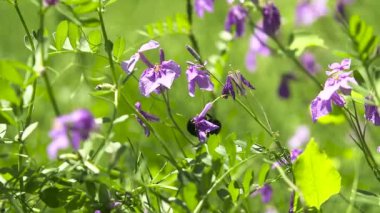 Arının yakın plan çekimi.