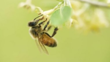 Bir çiçeğin üzerinde oturan bir arı makro görüntüsü, yakın plan, bulanık arkaplan.