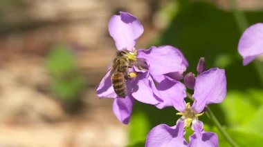 Arının yakın plan çekimi.