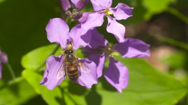 Arının yakın plan çekimi.