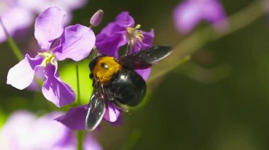 Arının yakın plan çekimi.