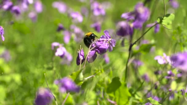 Una Macro Toma Una Abeja Sentada Sobre Una Flor Primer — Vídeos de Stock