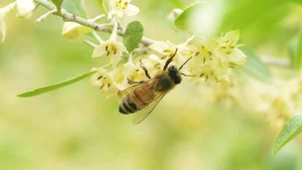 Eine Nahaufnahme Der Biene — Stockvideo