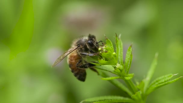 Nahaufnahme Einer Biene Die Auf Einer Gelben Blume Sitzt — Stockvideo