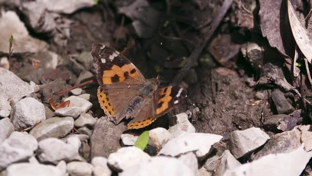 Крупним Планом Красива Метелик — стокове відео