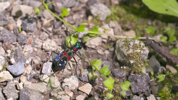 Insetto Natura Attenzione Selettiva — Video Stock