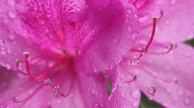 Su damlalı güzel pembe çiçek