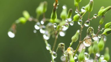 Yeşil bahçede çiy damlaları