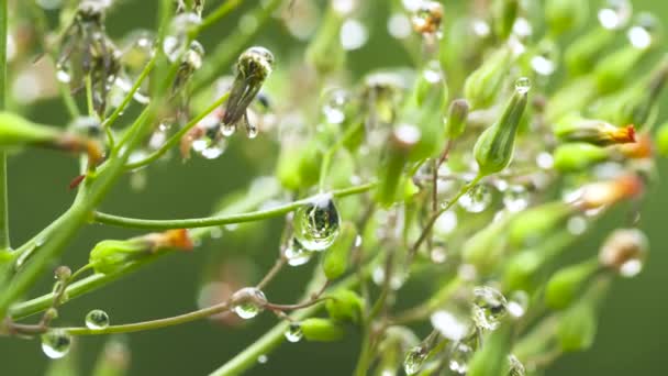 Dauw Druppels Groene Tuin — Stockvideo