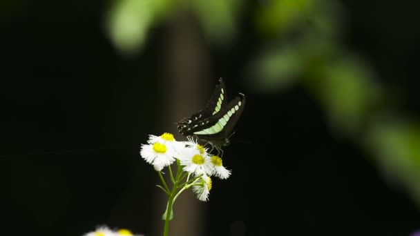 Чорний Метелик Саду — стокове відео