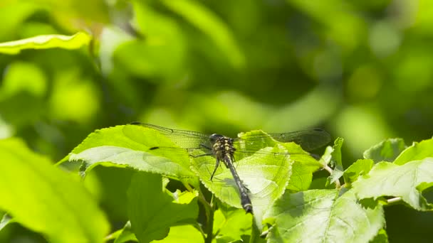 Uno Scatto Macro Una Libellula Ramo Parco — Video Stock