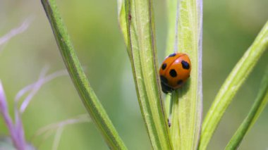 Yeşil arkaplanda uğur böceği