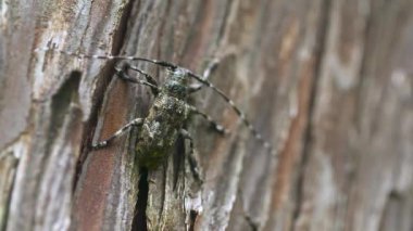 Hatanın yakın plan görüntüsü