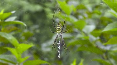 Örümceğin yakın çekim görüntüsü.